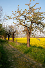 Frühling