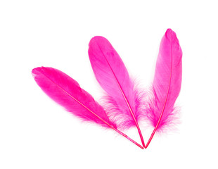 Pink feathers over white background 