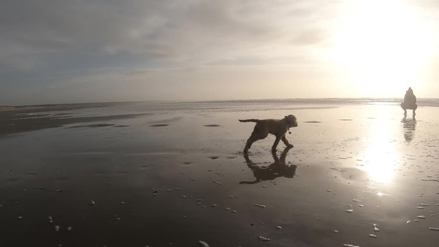 4k video of obedient dog: Cocker Spaniel puppy waiting for command and running towards owner on the beach