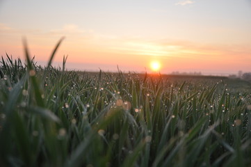 Krople rosy na trawie przy wschodzącym słońcu