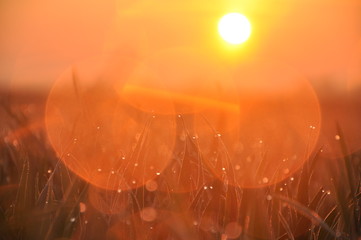 Krople rosy na trawie przy wschodzącym pomarańczowym słońcu, spokój i rozbłyski