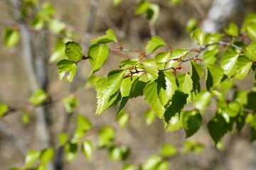 Birkenzweig im Fr&uuml;hling