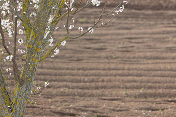 flowering tree on arable land background