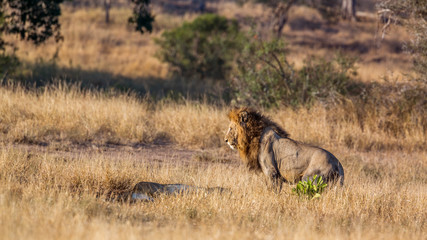 Majestic African lion male meeting lioness in Kruger National park, South Africa ; Specie Panthera leo family of Felidae