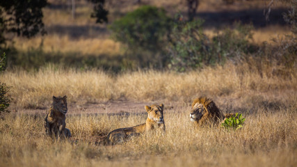 African lion in Kruger National park, South Africa