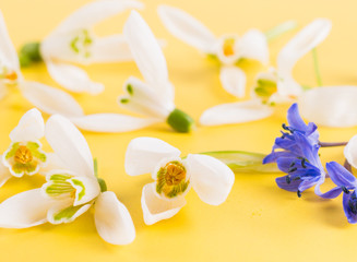 Fototapeta na wymiar Spring time flowers like snowdrops, hyacinth and roses, isolated on yellow simple background, spring symbol and traditional romanian 