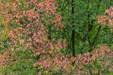 The hawthorn tree with red autumn leaves in the Park