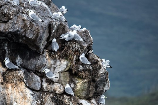 Br&uuml;tende Seev&ouml;gel auf einer einsamen Felsenklippe im Pazifik , Alaska