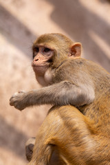 Close up of a small little monkey in the city of Varanasi, India.
