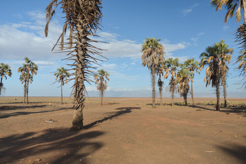 Dry landscape with palm trees on dry and sandy lake bed with infinite horizon in Lake Eyasi