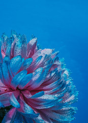 Fototapeta na wymiar blue flowers on a blue background
