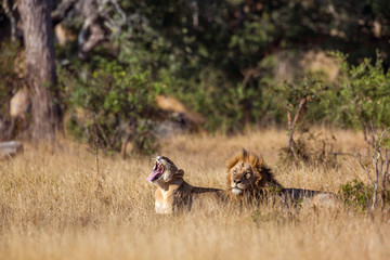 African lion couple lying down in savannah in Kruger National park, South Africa ; Specie Panthera leo family of Felidae
