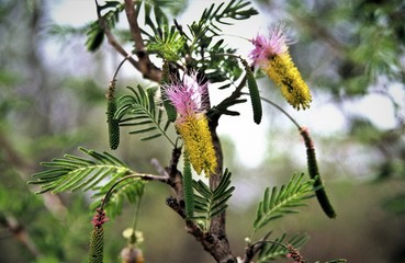 Exotischer Blütenzauber - Detailaufnahme von den Kapverdischen Insel
