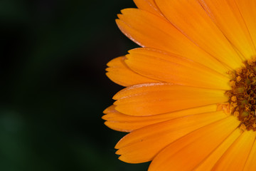 Macro di calendula officinalis nel giardino