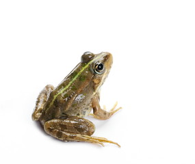 Young Marsh Frog isolated on white background, Pelophylax ridibundus