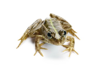 Young Marsh Frog isolated on white background, Pelophylax ridibundus