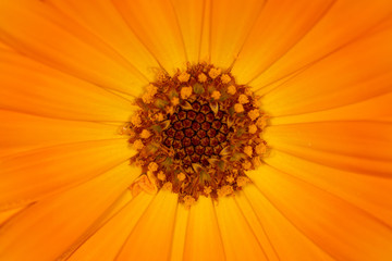 Macro di calendula officinalis nel giardino