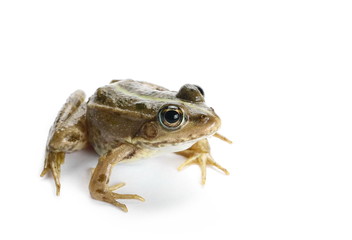 Young Marsh Frog isolated on white background, Pelophylax ridibundus