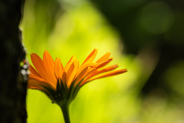 Macro di calendula officinalis nel giardino