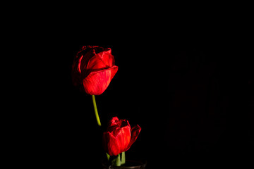 flower shoot and low key