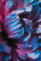 red and blue flower