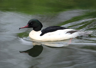 Goosander male swimming on a pond