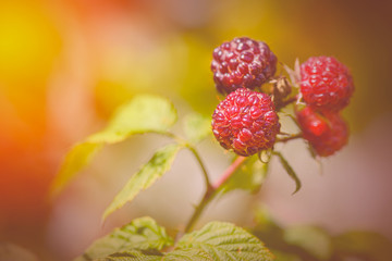 Raspberries in the sun. Photo of ripe raspberries on a branch. Raspberries on a branch in the garden. Red berry with green leaves in the sun.