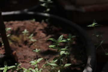 small plants