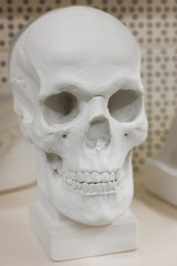 Obraz premium White gypsum skull of a man. Human head layout