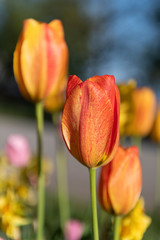 Fototapeta premium Fleurs 