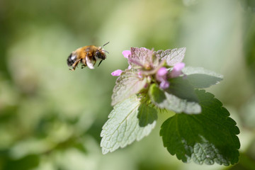 Wild hymenopteran honeybee insect in the process of pollinating a flower
