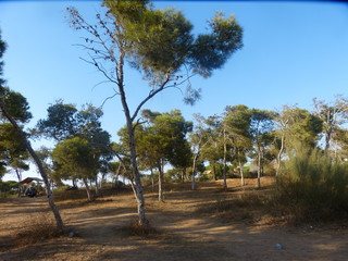 espace vert dans la ville d'oran