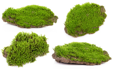 Green moss isolated on a white background. Macro nature, small botanical plants.