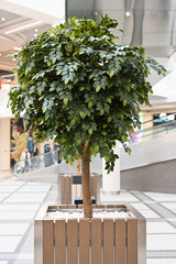 green plant in the mall. This is a shopping area