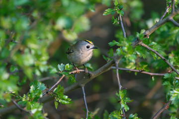 Wintergoldhähnchen 