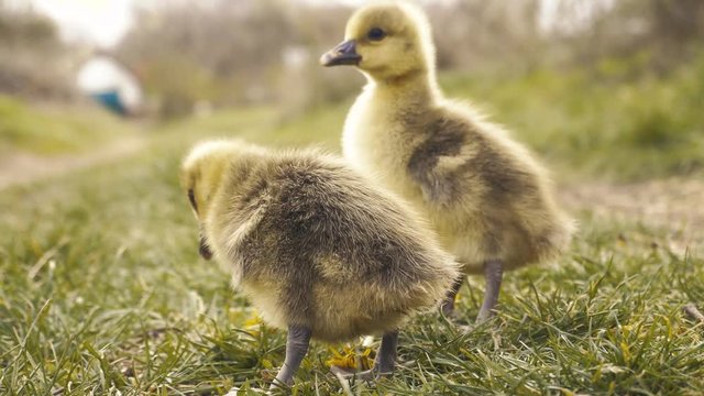 Cute gosling's resting in a meadow grass.