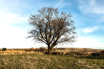 
tree with few leaves in the middle of a meadow. Natural scene with blue sky and green meadows. Isolated and bare tree.