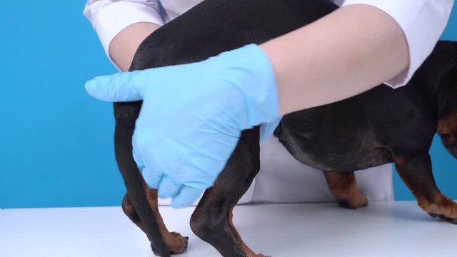 prophylactic cleaning the paranal glands in the dog veterinarian in the clinic