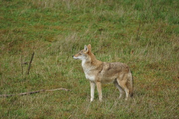 coyote