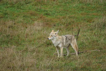 coyote