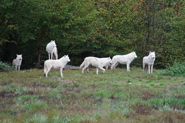 Fototapeta premium loup