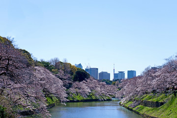 桜とビル