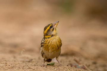 weaver bird looking up 