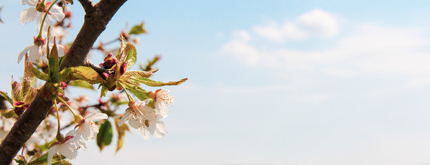 tree branches of bird-charry against blue sky
