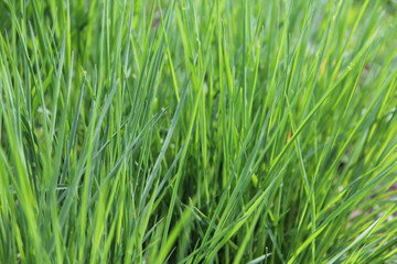 green grass background