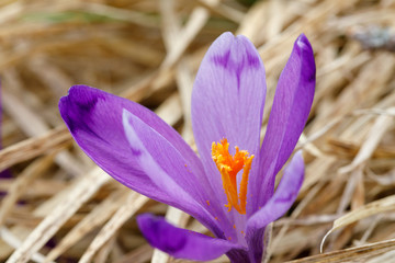 Violet Spring crocus close-up. Wild spring flowers.