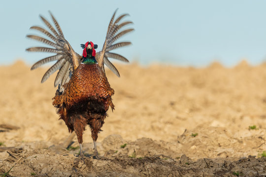 Fasan Hahn auf einem Acker - Fl&uuml;gelschlag
