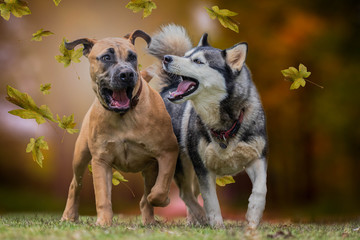 dogs playing in the leaves