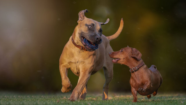 dogs playing on the grass
