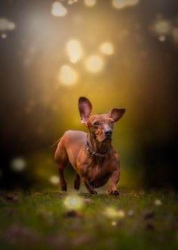 dog in the grass
